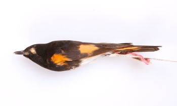 Media type: image;   Ornithology 190074 Description: Setophaga ruticilla;  Aspect: lateral